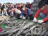 Hwangtae (Dried Pollack) Festival 