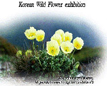 2010 Korean Wild Flower Exhibition