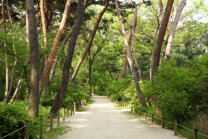 This forest trail is part of the Taereung and Gangneung Royal Tombs in Seoul.