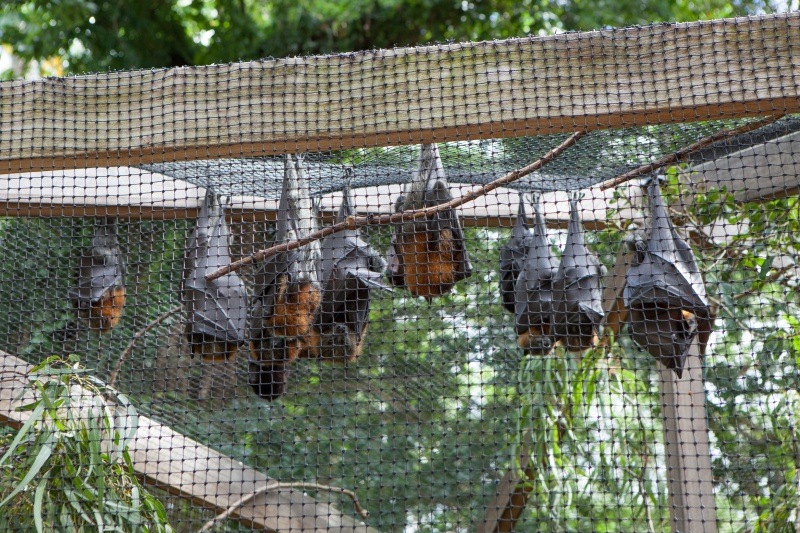 A research team from the Institute for Basic Science has developed an organoid platform for the airway, lungs, kidneys and intestines of five types of bats that live in Northeast Asia including Korea and Europe. (iClickArt) *Unauthorized reproduction and redistribution of this photo is prohibited under copyright law.)