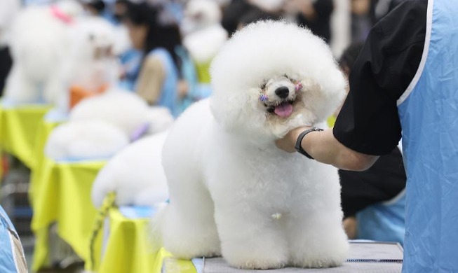 'Make me beautiful': national dog grooming contest