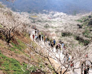 Gwangyang Maehwa Festival 