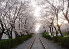 Jinhae Gunhang Cherry Blossom Festival 