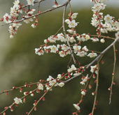 The 14th Ume Flower Festival