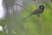 Tropical, rare birds visit Korea