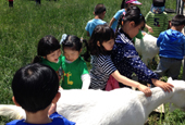 Visit a farm, meet the animals this summer