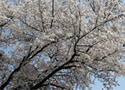 Seoul National Cemetery Event with weeping cherry blossoms 