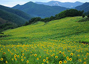 Taebaek Sunflower Festival