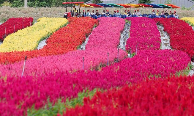 Autumn flower gala at Goseokjeong Flower Garden