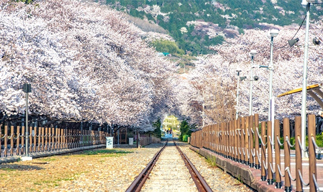 Forbes names 5 must-visit cherry blossom spots in Korea