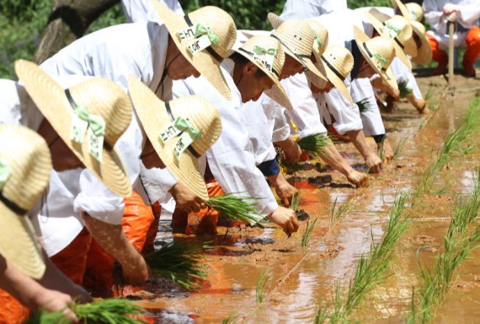 Traditional rice planting by hand