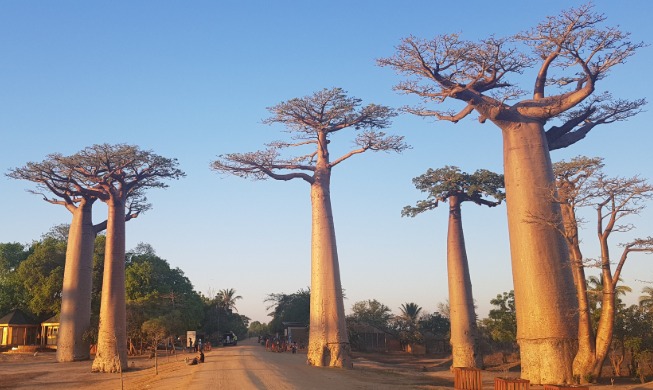 Korea helps with conservation project in Madagascar