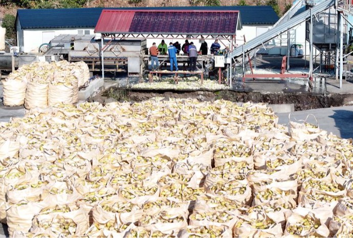 Winter: season for dried radish strips on Jeju Island