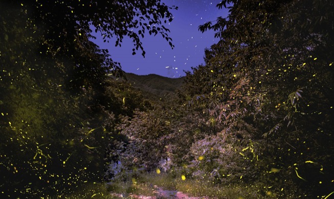 Muju Firefly Festival