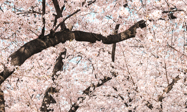  Yeouido Spring Flower Festival