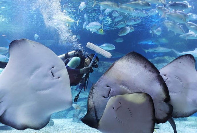 New year's cleaning of giant aquarium tank