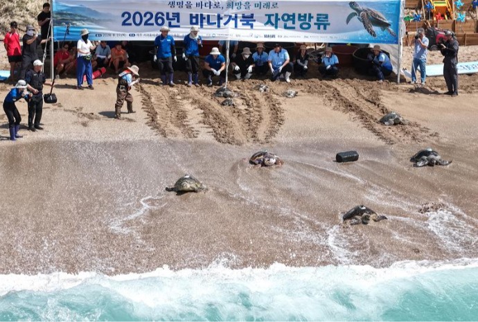 Returning sea turtles back into wild