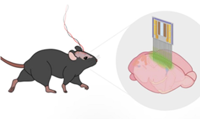 Chip implanted in brain uses thought to control external devices