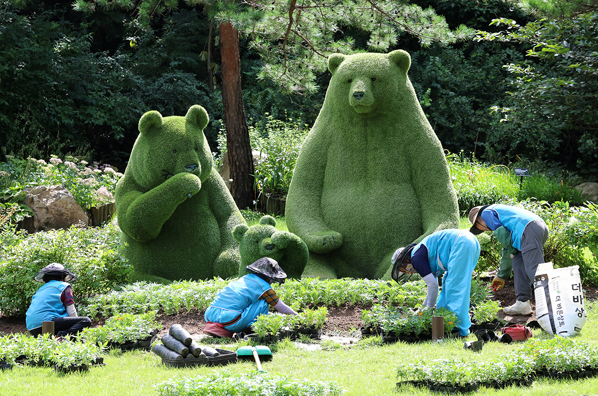 Staff at Gangneung Solhyang Arboretum in Gangneung, Gangwon-do Province, on Sept. 3 plant fall flowers.