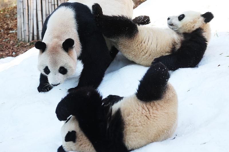 The twin baby pandas Rui Bao and Hui Bo on Jan. 7 play in the snow amid a cold wave with their mother Ai Bao at the theme park and zoo Everland in Yongin, Gyeonggi-do Province. 