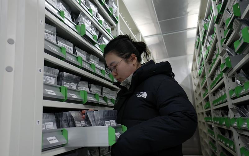 Kim Hoe-jin, senior manager of the headquarters of the Seed Vault Center, on Feb. 19 looks at specimens at her facility, which has an environment similar to a seed vault. The seeds are preserved at minus 20 Celsius degrees and relative moisture of 40% or below. (Lee Jun Young)